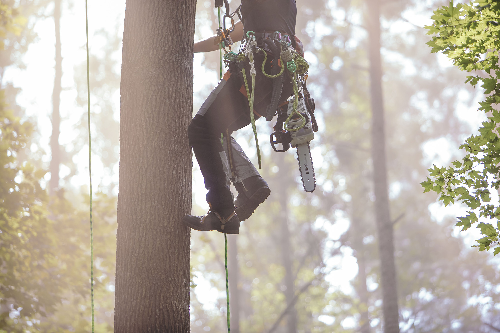 210829_Arborist_345