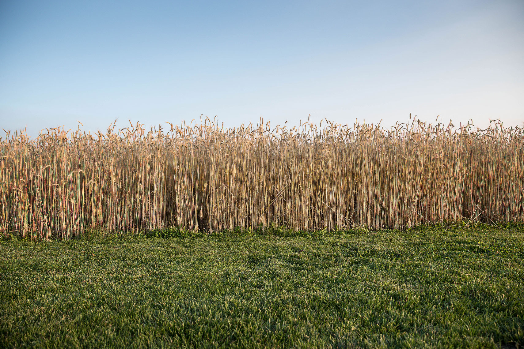 Rye field | Whiskey Acres Distillery | John Fedele Agricultural Photography
