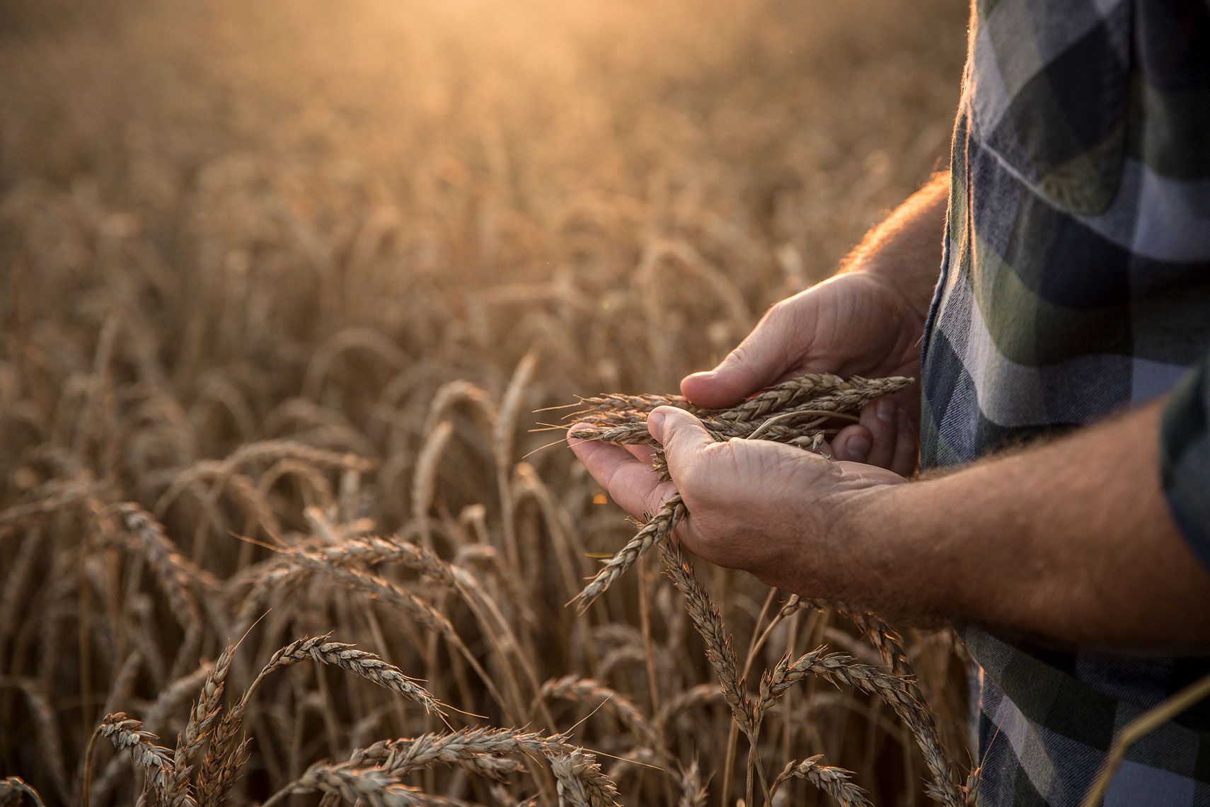 Rye field close up with hands | Whiskey Acres Distillery | John Fedele Agricultural Photography