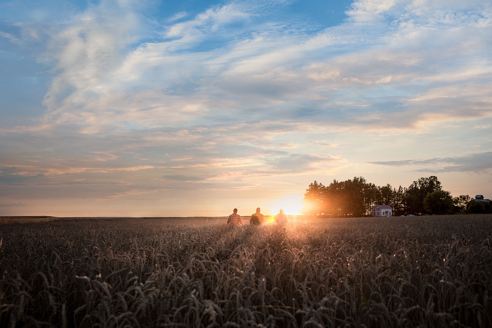 Sun setting behind a wheat field with farmers | Whiskey Acres Distillery | John Fedele Agricultural Photography